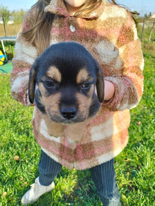 Małe pieski 2 suczki