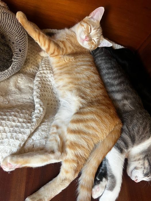 Gatinho com 5 meses para adoção responsável
