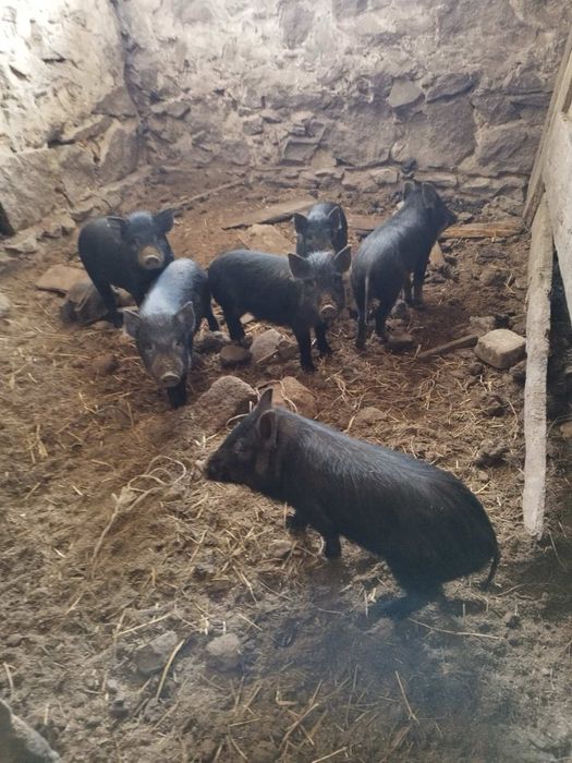 Продам поросята