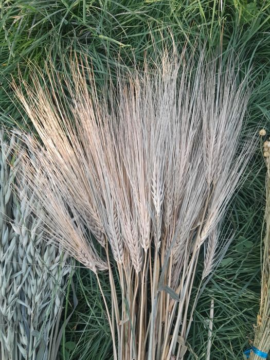 Сухоцвіти злаклві пшениця вусата ,  ячмінь та льон