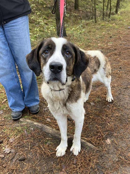 Balto - mieszaniec bernardyna ze świetnym charakterem