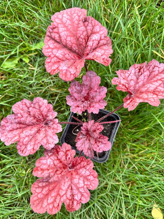 Гейхера арабіка, фореве ред