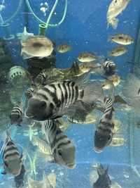 Rybka akwariowa zebra