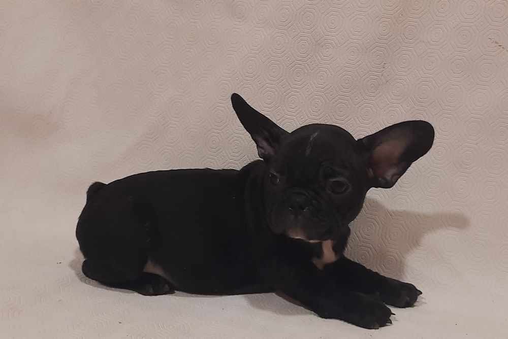 Французы мальчики и девчушки.