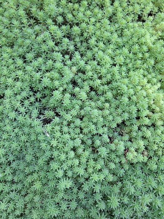 Очиток (седум) іспанський