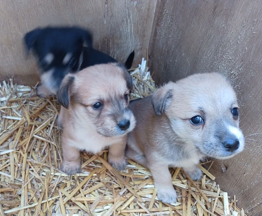 Oddam pieski w dobre ręce