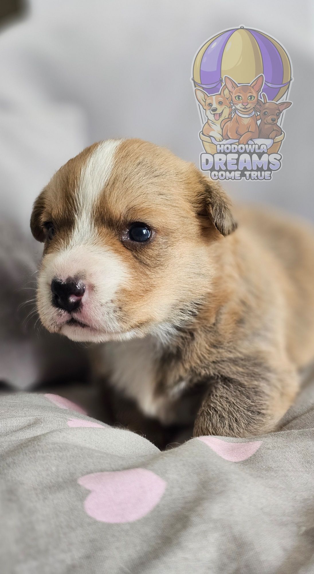 Welsh Corgi Cardigan **Sunia**Do Rezerwacji