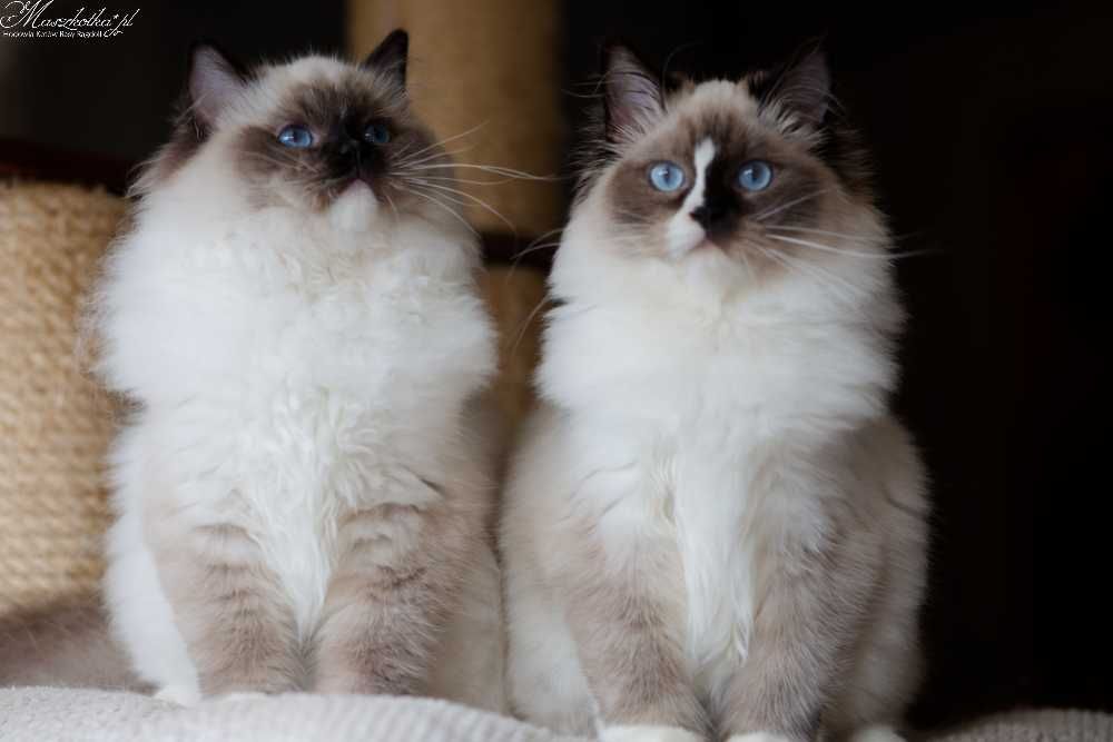 Ragdoll, przepiękna koteczka seal mitted z prawdziwym rodowodem FPL