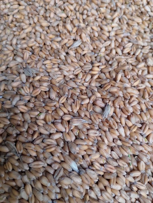 Продам пшеницю . Урожай 2025 року .