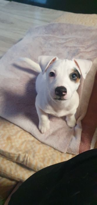 Szczeniaczek Jack Russell Terrier –  piesek Leo    

Suczk