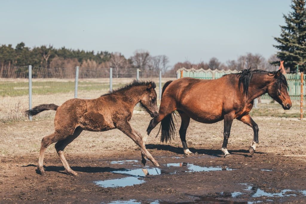 Hucuł. Klacz huculska, zajeżdżona. 2018r.
