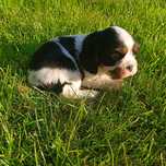 Piesek samiec tri color Cavalier King Charles Spaniel