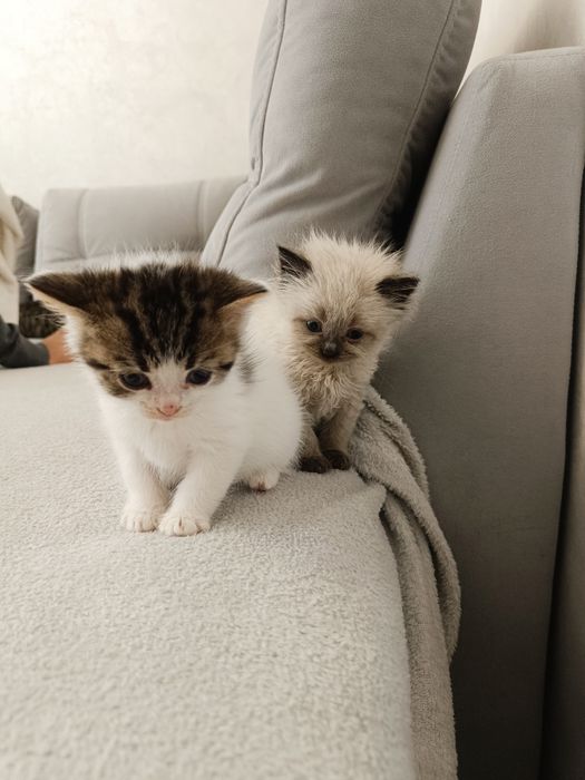 Кошенята з британським корінням