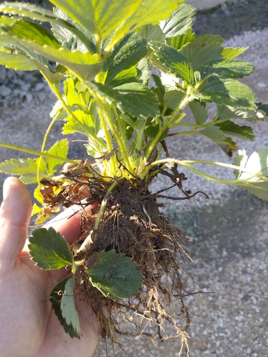 Vende-se molhos de 15 e 25 pés de morangueiros