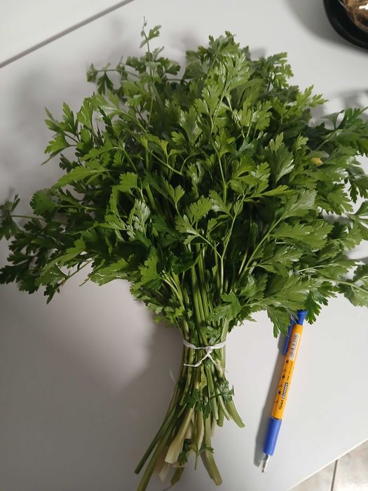 Natka pietruszki pietruszka