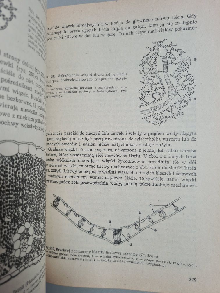 Anatomia roślin - Edmund Malinowski