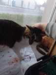 Dingo poleca się do adopcji