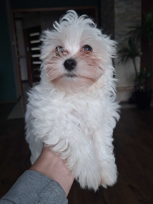 Maltańczyk  Wojan !!! Gotowy do odbioru