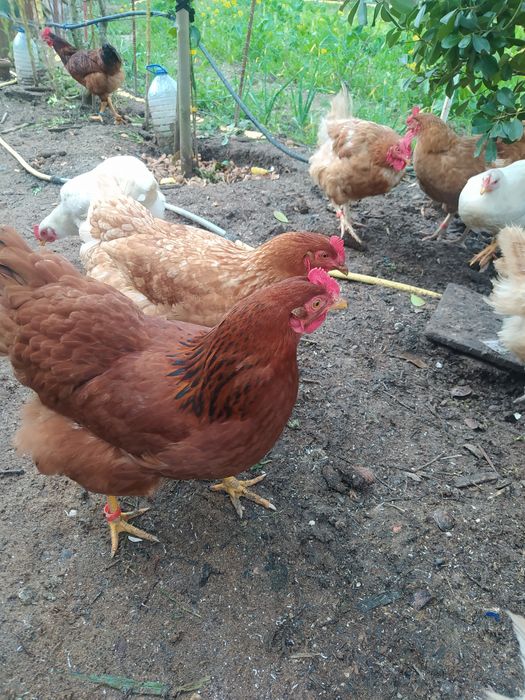 Galinha caseira criados  ar Livre, já a pôr ovos