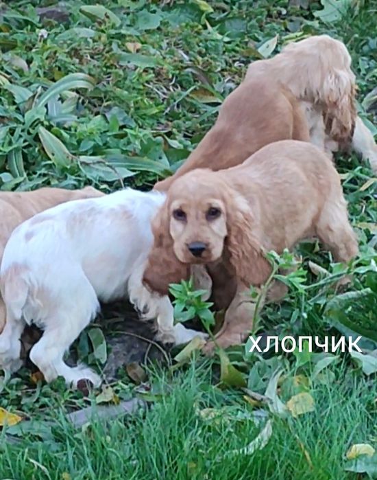 Цуценята породи англійський кокер спаніель