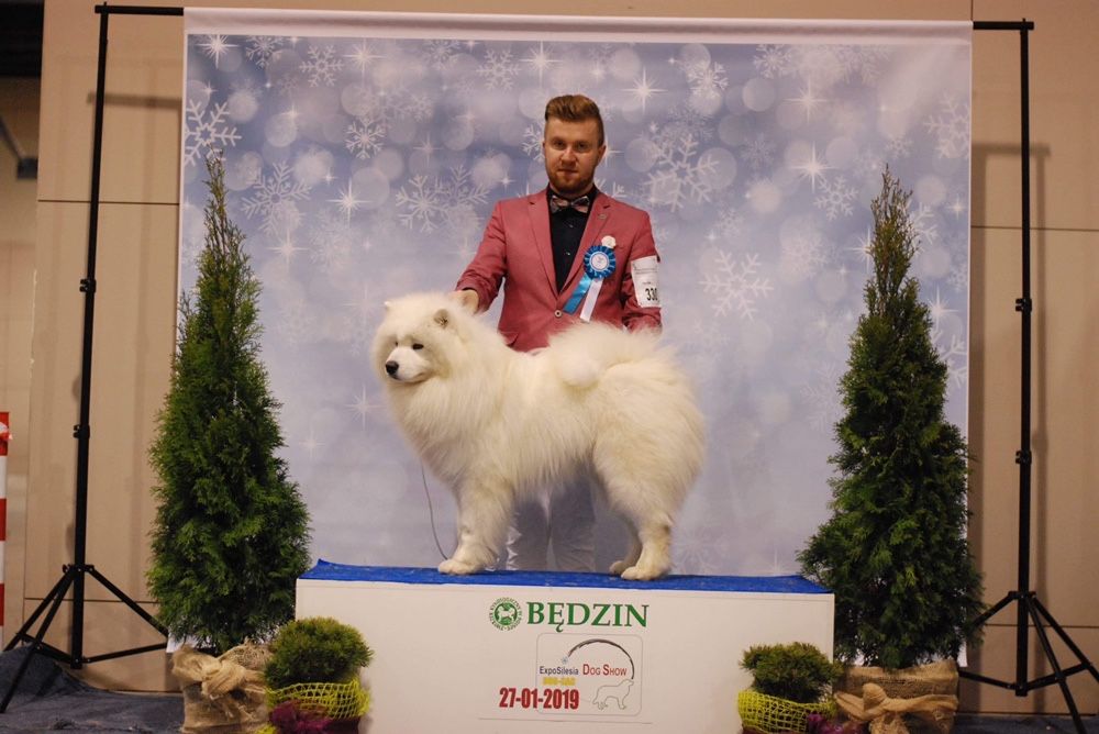 Reproduktor Samoyed ZKWP/FCI - Import Czechy Multi Champion