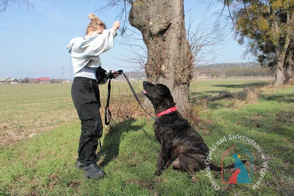 Piesek Roni w typie Cane Corso szuka domu! Adoptuj!