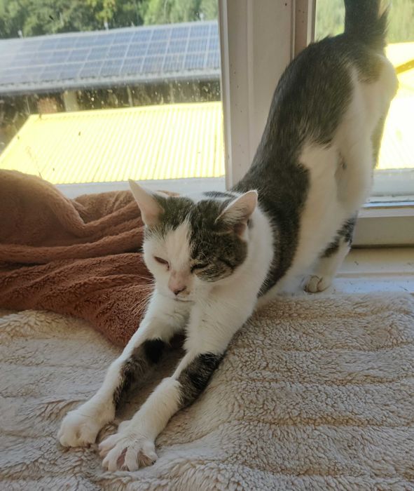 Młoda ok. 2 letnia koteczka do adopcji