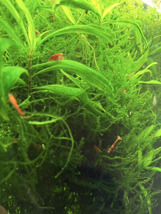 Мох яванський Vesicularia dubayana