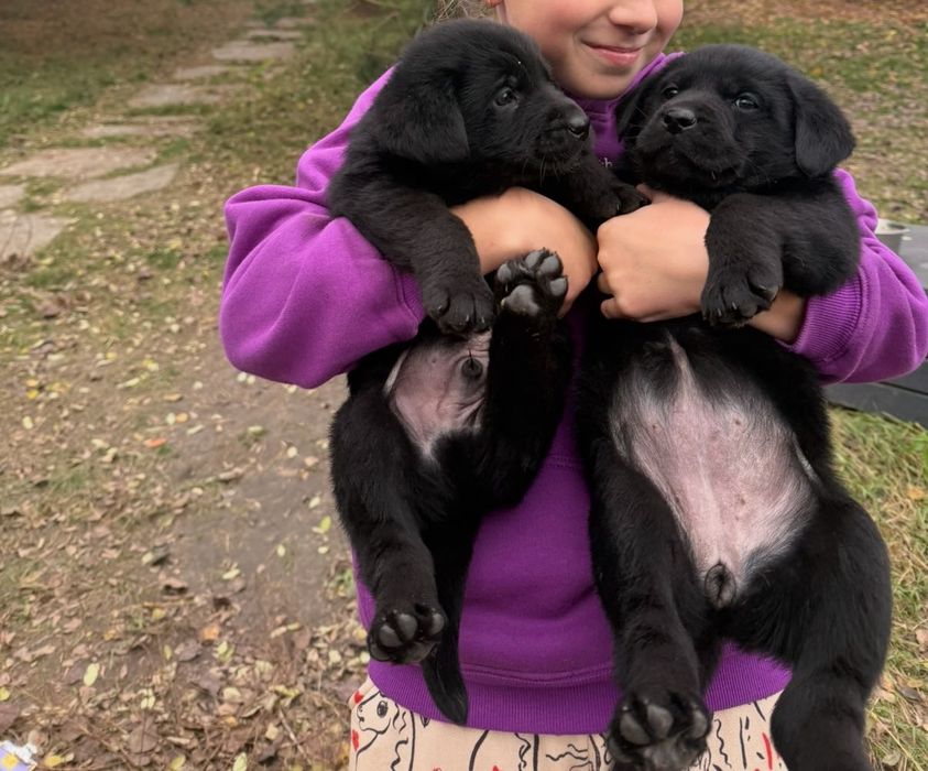 Метис Лабрадор/ Овчарка