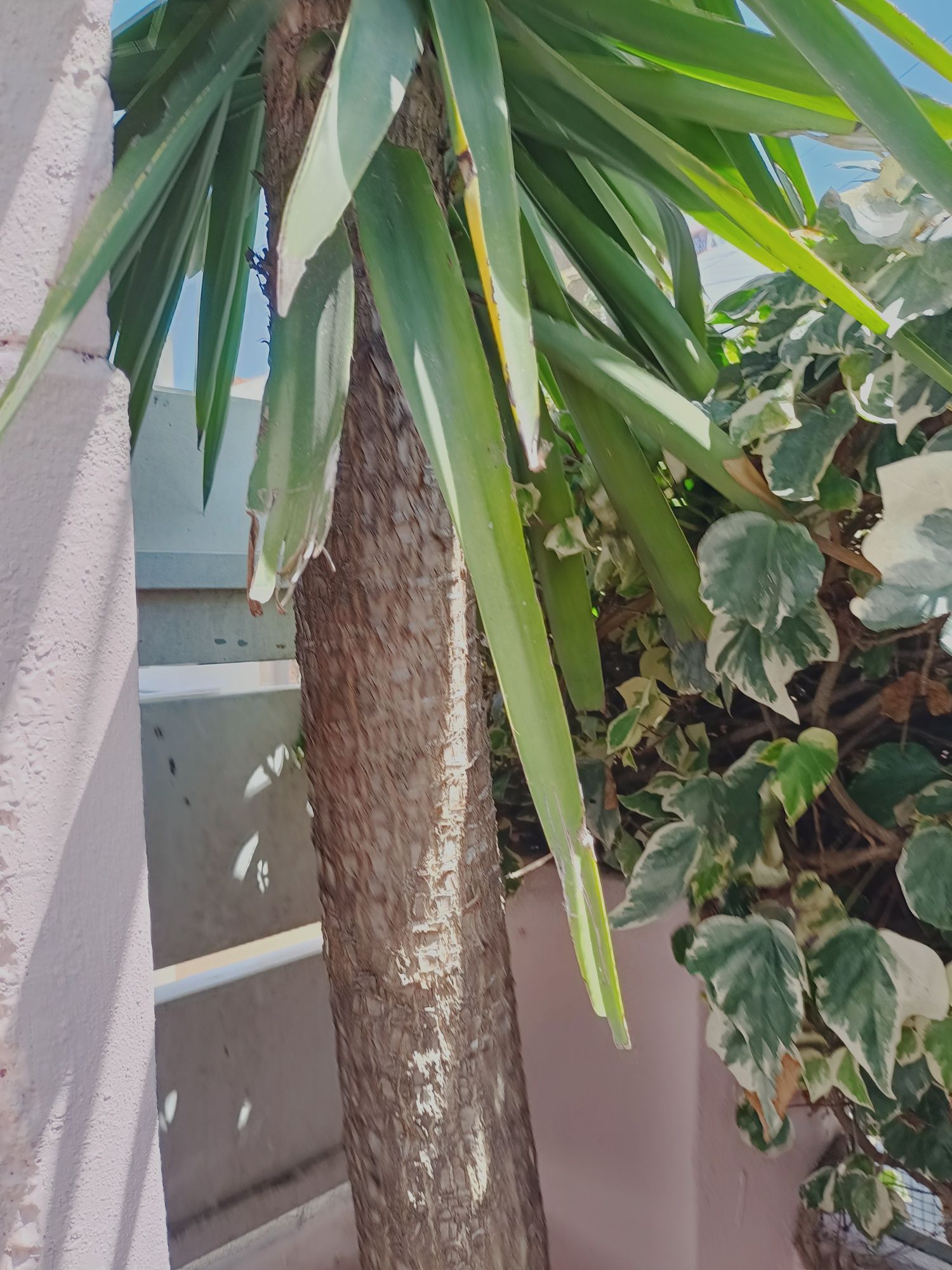 Vendo planta yucca.