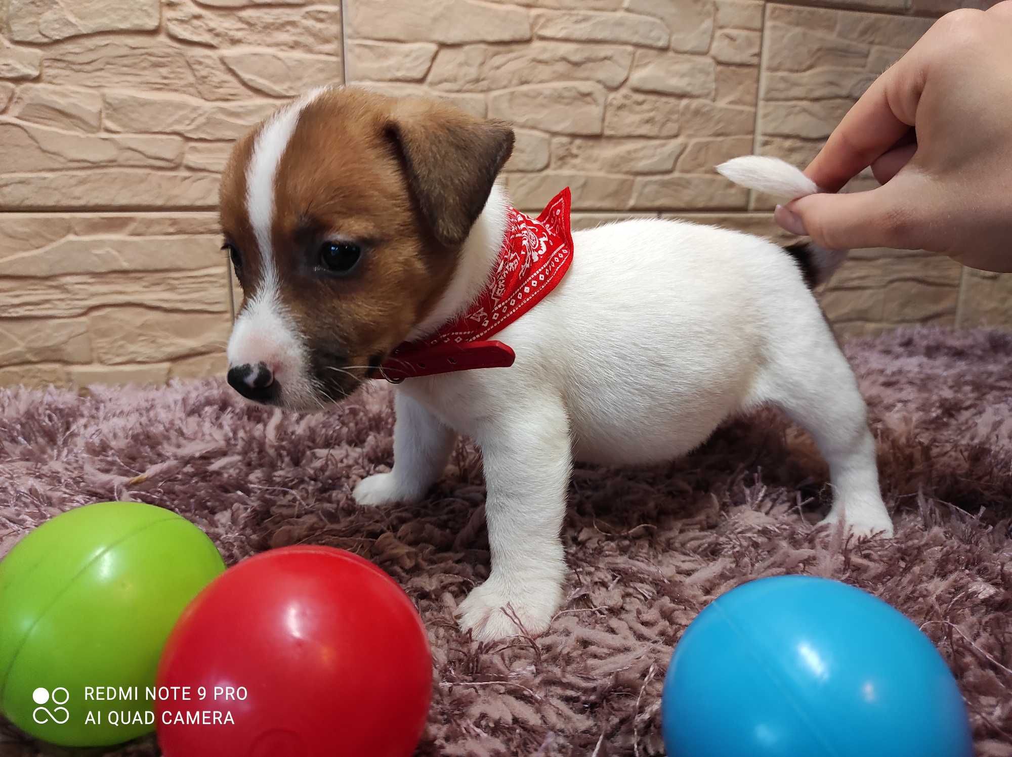 Jack Russell Terrier.  S-U-N-I-A