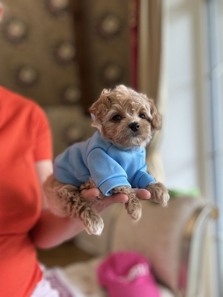 Мальтипу ф1 мини мальчик