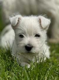West highland white terrier ZKwP FCI Piesek