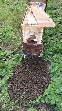 Продам рой пчелиный, пчелопакеты, пчелосемьи