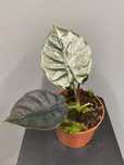 Alocasia Black Magic Alokazja