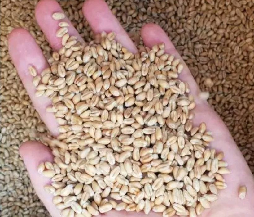 Продам пшеницю цьогорічну