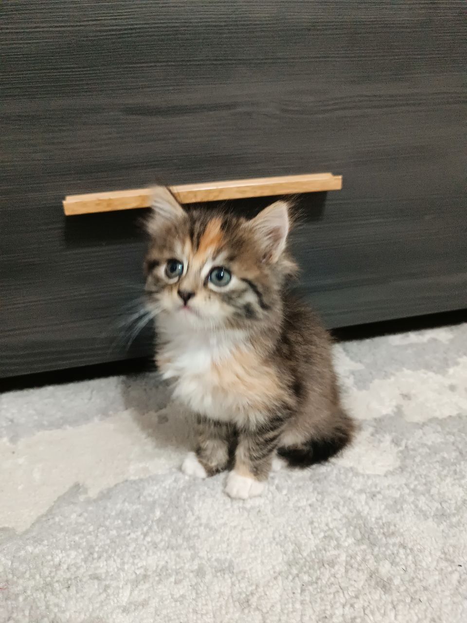 Відаємо котиків в добрі руки