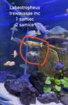 Labeotropheus trewavasae mc DOROSŁE pyszczaki malawi , acei , thumbi w