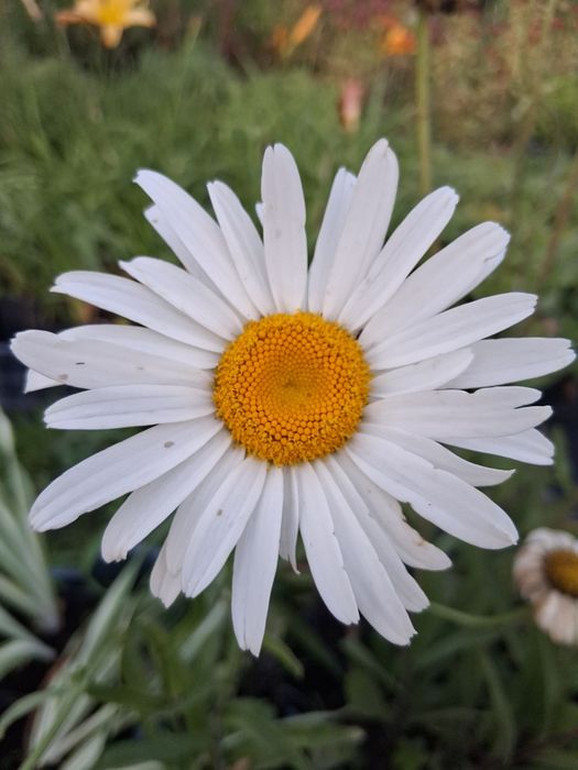 Margerytka Złocień właściwy