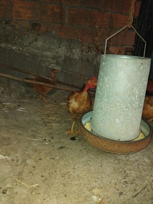 Frangos caseiros
