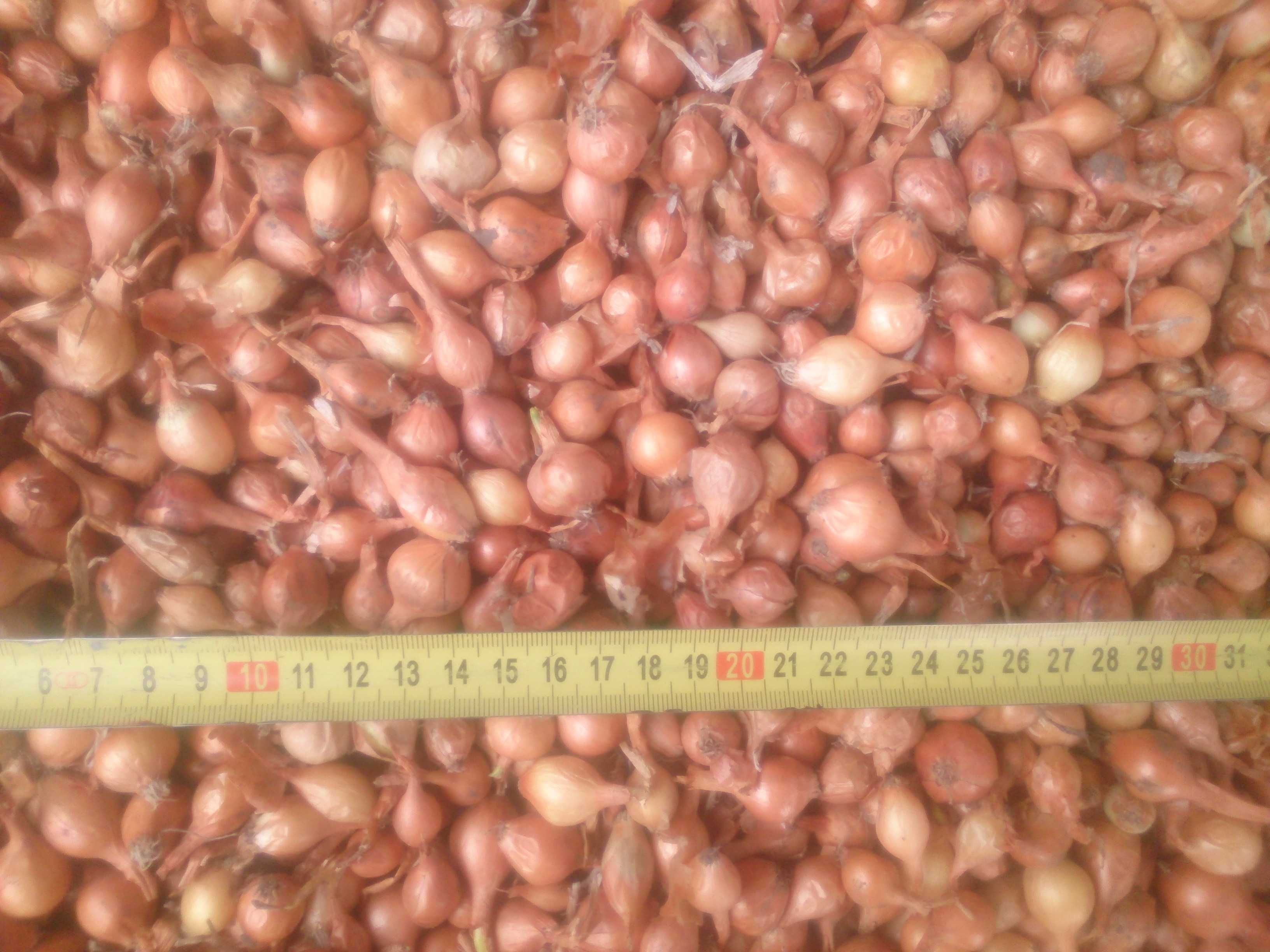 Лук севок тиканка/ вирощування великої цибулі для їжі ПРОДАЖ від 0,5кг