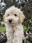 Bichpoo, poochon. Pudel red, bichon frise, pies