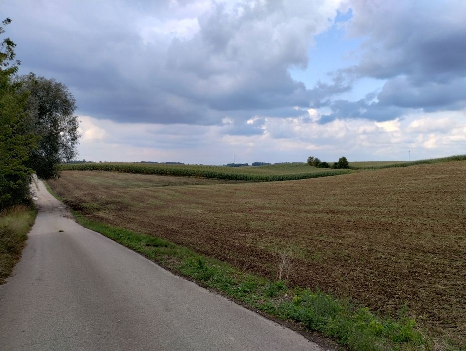 Sprzedam kukurydzę ziarno