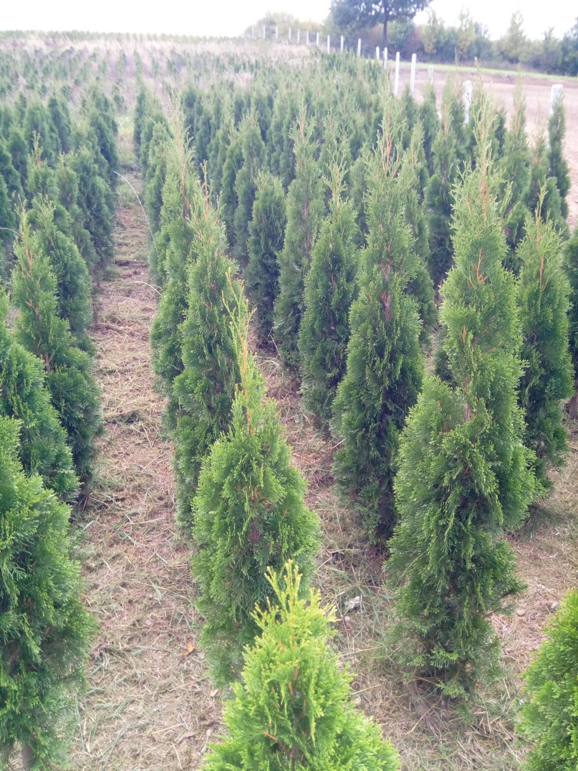 Tuja szmaragd szmaragdowa tuje