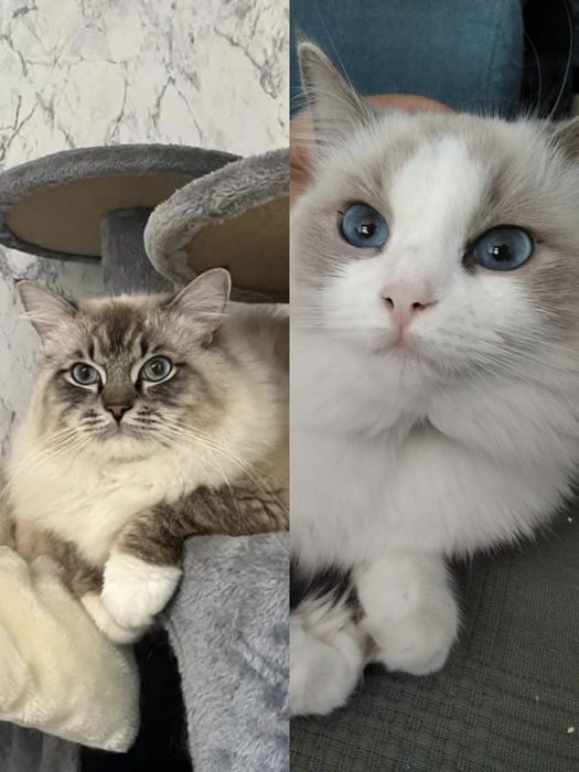 Cookie. Kot Ragdoll. Rodowód. Gotowy do zmiany domu.