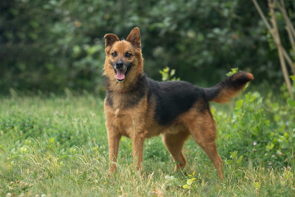 Віддам в добрі руки славного собаку Саймона.