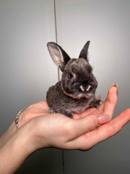 нереальні пухнастики ручні карликові міні кролики королівські породи