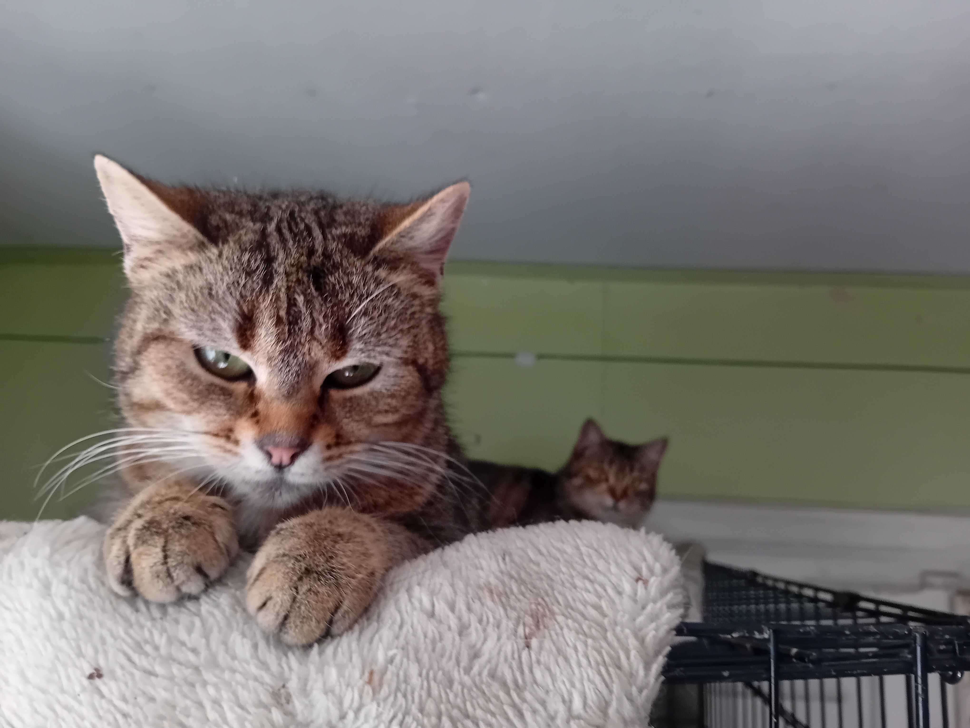 Plamka,ok.9 miesięczna koteczka do adopcji.