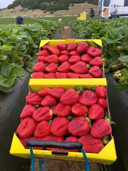 Morangueiros dos morangos GIGANTES - Deliciosos sabôr a flores