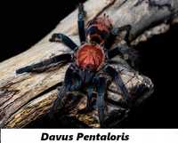 Паук Davus pentaloris взрослая самка